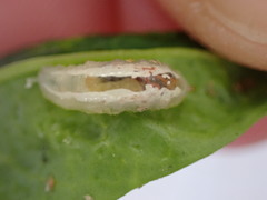 Syrphidae