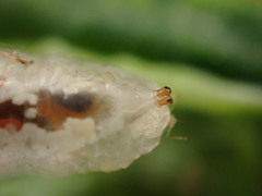 Syrphidae