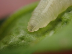 Syrphidae