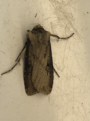 Agrotis volubilis