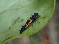 Harmonia axyridis