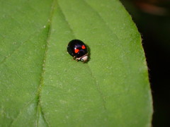 Brachiacantha quadripunctata