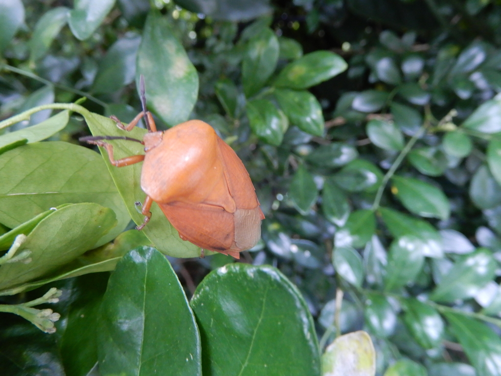 Lychee Stink Bug from 旋轉門 on May 21, 2022 at 10:15 AM by 彭啟賢 · iNaturalist