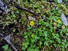 Ranunculus taisanensis