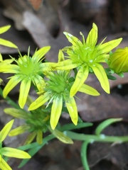 Petrosedum amplexicaule
