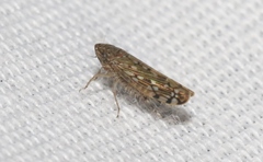 Osbornellus filamentus