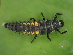 Harmonia axyridis