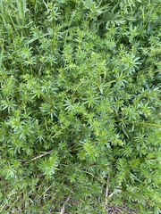 Galium mollugo