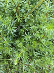 Galium mollugo
