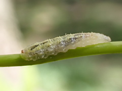 Syrphidae