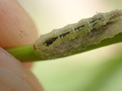 Syrphidae