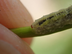 Syrphidae