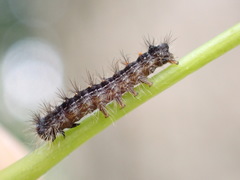 Lymantria dispar