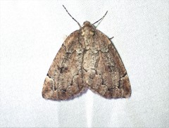 Spodolepis substriataria