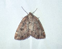 Spodolepis substriataria