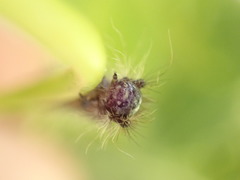 Lymantria dispar