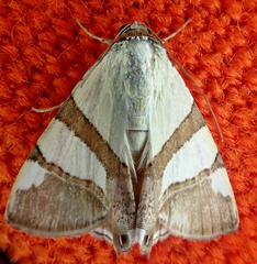 Eulepidotis julianata