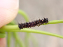 Lymantria dispar