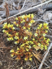 Chorizanthe procumbens