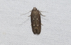 Hypatima