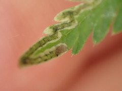 Pterygota