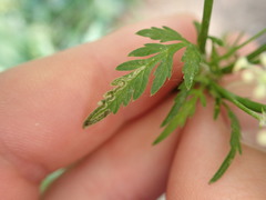 Pterygota