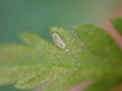 Pterygota