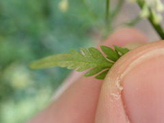 Pterygota