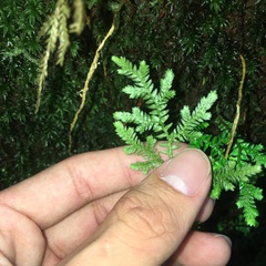 Selaginella labordei
