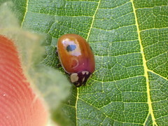 Adalia bipunctata