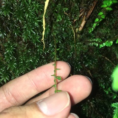 Selaginella labordei