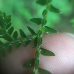 Selaginella labordei