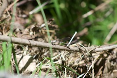 Zoniagrion exclamationis