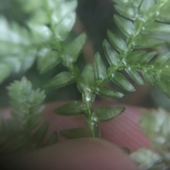 Selaginella labordei
