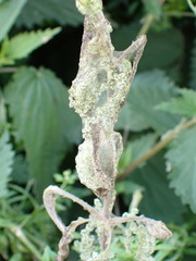 Lepidoptera