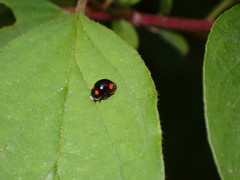 Brachiacantha quadripunctata