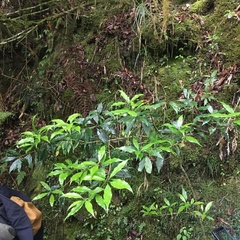 Osmanthus lanceolatus