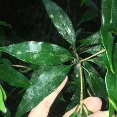 Osmanthus lanceolatus