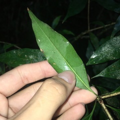 Osmanthus lanceolatus