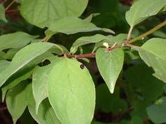 Brachiacantha quadripunctata