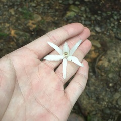 Dendrobium moniliforme