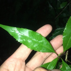 Osmanthus lanceolatus