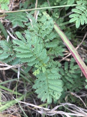 Desmanthus leptolobus