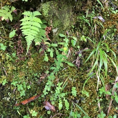 Hypericum taihezanense
