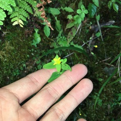 Hypericum taihezanense