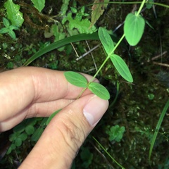 Hypericum taihezanense