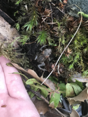 Bufo bufo