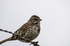 Melospiza melodia