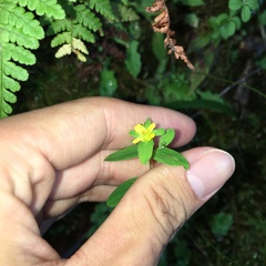 Hypericum taihezanense