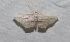 Arcobara multilineata